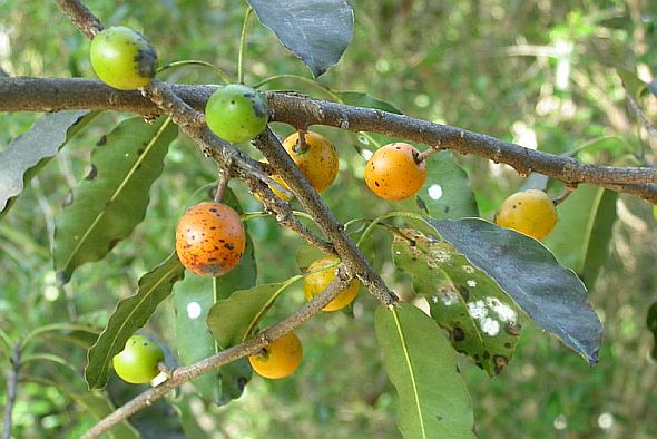 کُندُر کاذب